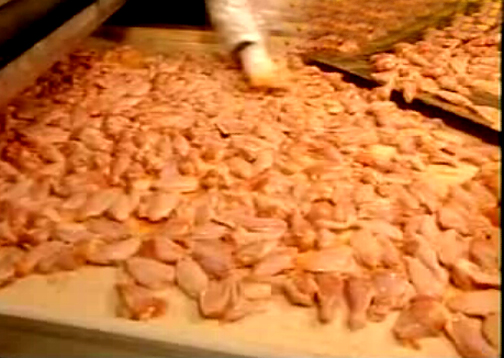 Processing Of Chicken In Factory Video